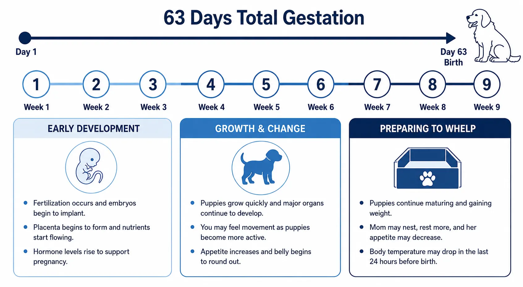 Canine gestation timeline layout for Dog Pregnancy Calculator.
